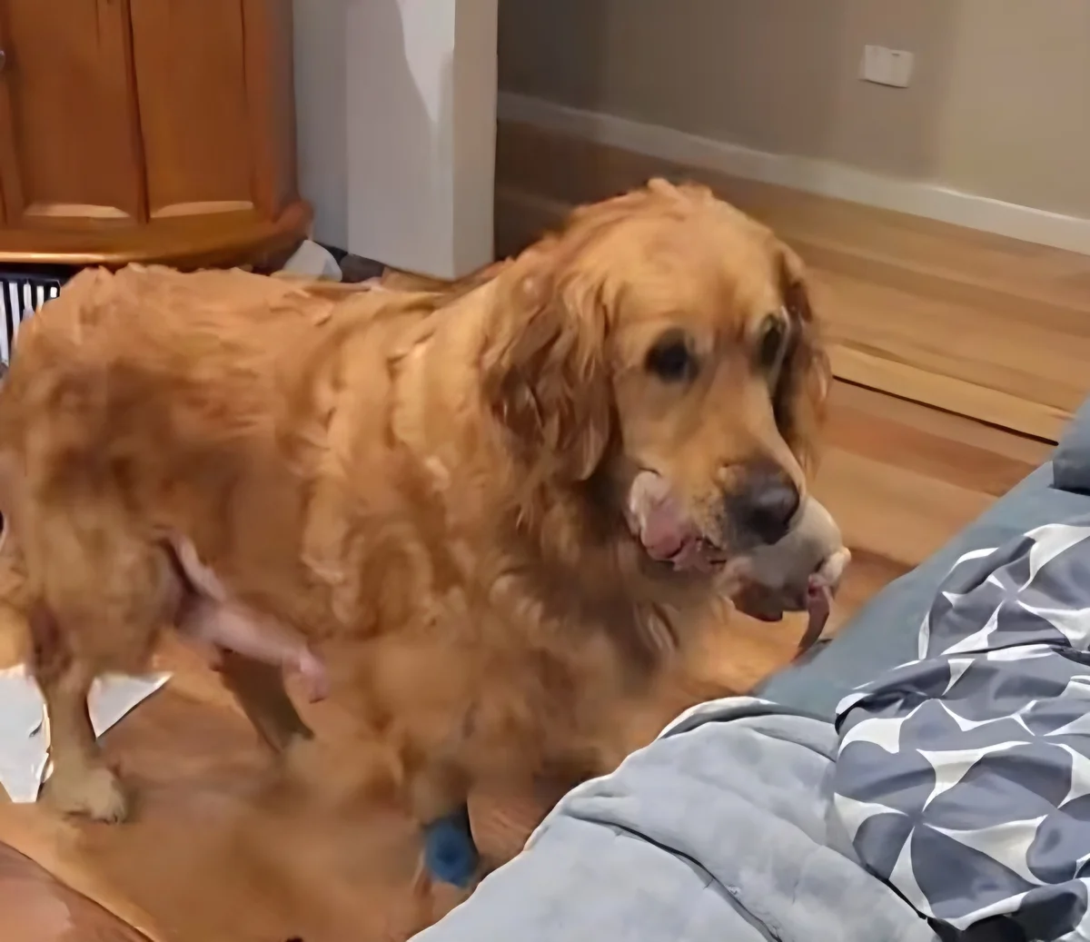 影/狗媽媽叼3幼犬 請飼主幫顧毛孫