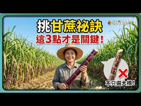 YouTube 视频