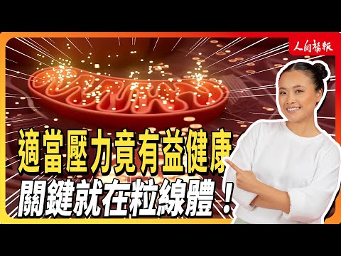 YouTube 视频