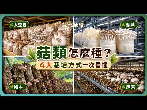 YouTube 影片