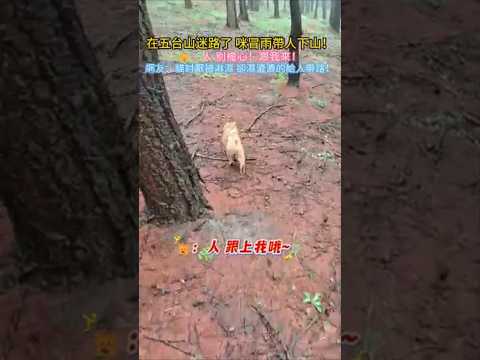 YouTube 影片
