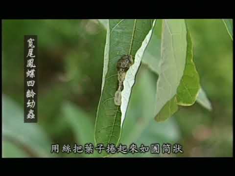 YouTube 影片