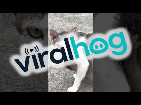 YouTube 影片